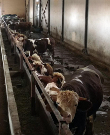 ERZURUM'da 'kurbanlık oteli' (VİDEO EKLENDİ)