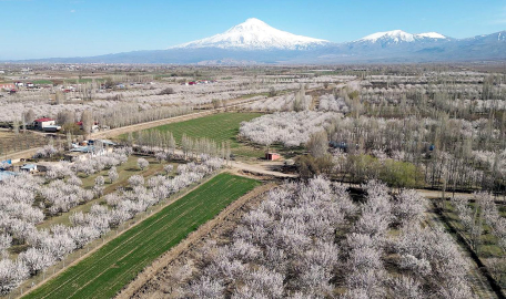 Iğdır Ovası, çiçek açan kayısı ağaçları ile beyaza büründü