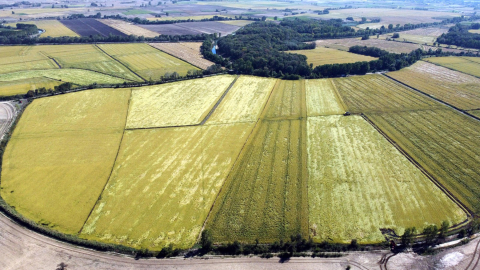Edirne'de çeltik üreticisinde 'kuraklık' endişesi