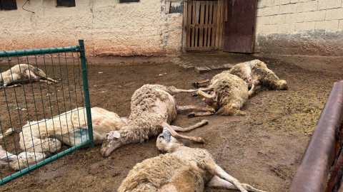 Ağıla giren kurtlar 18 koyunu öldürdü