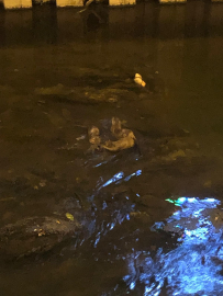 Deredeki su samurları kamerada