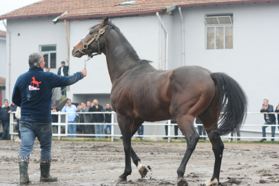 Yavruları 25 milyon dolar kazandıran Belardo, Türkiye’de