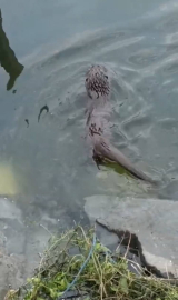 İstanbul- Küçükçekmece'de su samuru görüntülendi