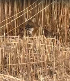 Kayseri - Sultan Sazlığı Milli Parkı’nda çakal görüntülendi /Video eklendi