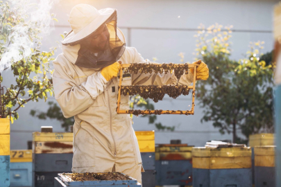 Kraliçe arıyı uzun yaşatan Arı Sütü, insanlar için de sağlık kalkanı