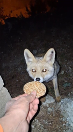 Kömbe yiyen tilki kamerada