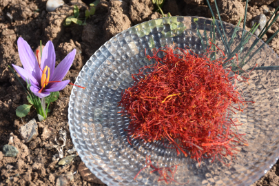 Eşini kaybettiği hastalık sürecinde önerilen, bulamadığı safranın üreticisi oldu/Ek fotoğraflar