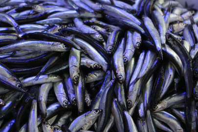 Hava soğudu, balık tezgahları hamsi ile doldu