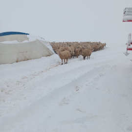 Üzerindeki karın ağırlığını taşıyamayan çadır çöktü, 8 koyun öldü