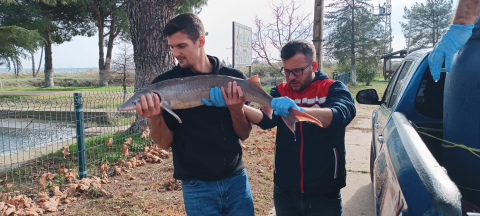 Ağlarına takılan nesli tükenme tehlikesindeki ‘mersin balığı’nı yetkilere teslim etti