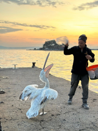 Sahile çıkan pelikanı, balıkla beslediler