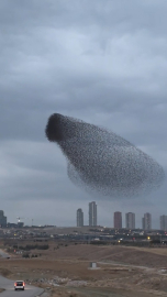 Ankara'da sığırcıkların gökyüzündeki dansı kamerada