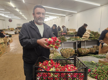 Sirtakide tabak kırmanın yerini alan Türk karanfilinden 3 milyon dolarlık gelir