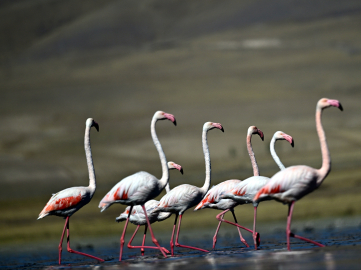 Flamingolar, İran'ın Urumiye Gölü kuruyunca Van Gölü Havzası'ndan kışın da ayrılmadı