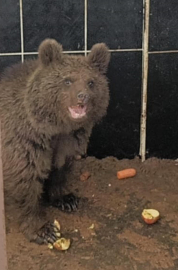 Bitkin halde bulunan yavru ayıya özel bakım