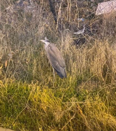 Ankara'da bitkin bulunan gri balıkçıl bakıma alındı