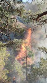Hatay'da orman yangını