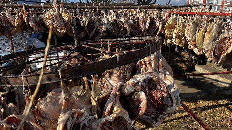 Gurbetteki Karslılar için 900 kazı keserek kurutmaya bıraktı