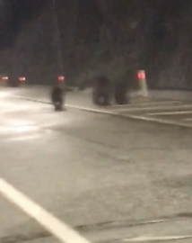 Tünele giren bozayı ile 2 yavrusu kamerada