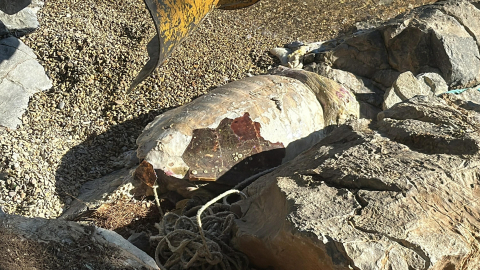 Bodrum'da ölü caretta caretta kıyıya vurdu