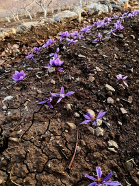 Siirt’te ilk safran üretimi