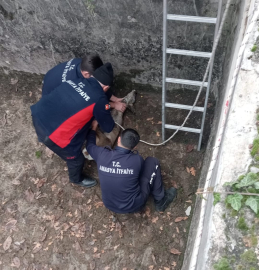 Boş sulama havuzuna düşen yavru karacayı itfaiye kurtardı