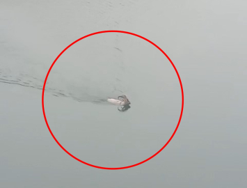 Dağ keçisi baraj gölünü yüzerek geçti; o anlar kamerada