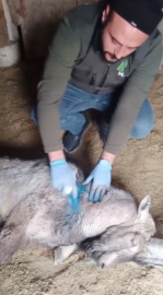 Yaralı yaban keçisi, tedavisinin ardından doğaya bırakıldı