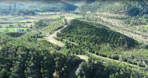 Dalaman'da yanan alanlar tekrar yeşerdi