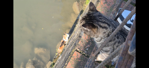 Çaya düşen yavru kedi, itfaiye tarafından kurtarıldı