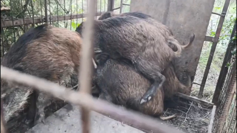 İstanbul- Çatalca'da kaçak avcıların kurduğu domuz tuzakları bulundu