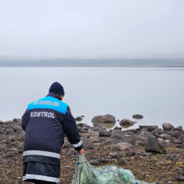 Kaçak ağa takılan 105 sazan canlı kurtarıldı
