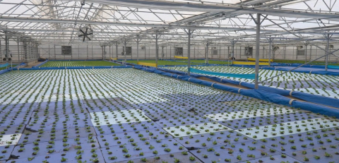 Haymana'da seralarda termal su destekli çiçek yetiştirilecek