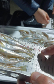 Samsun’da yasal avlanma boyunun altında olan 2,6 ton mezgit ele geçirildi