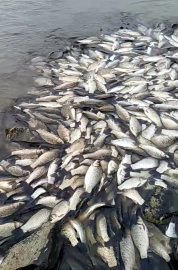 Tekirdağ’da gölette balık ölümlerine inceleme