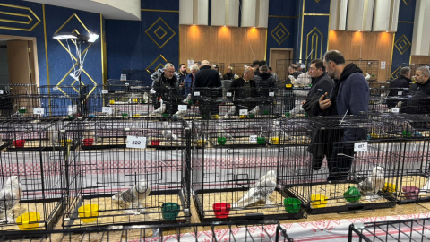 Ankara'da güvercin festivali