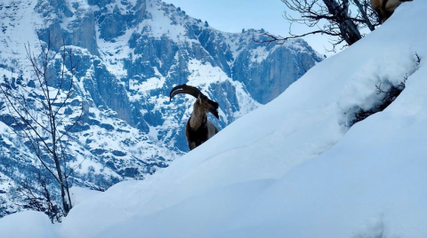 Karla kaplı Munzur Vadisi'nde yiyecek arayan yaban keçileri dron kamerasında