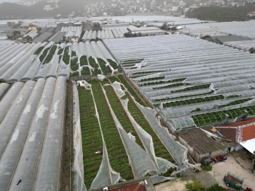 Yağmur ve hortum, sebze-meyveyi vurdu