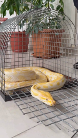 Gösteride kullanılan yılana el konuldu