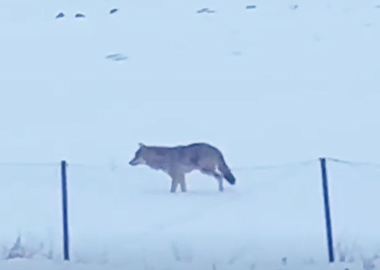Yalnızçam Dağları'nda 3 ayaklı kurdun yaşam mücadelesi