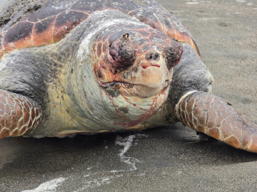 Nesli tehlike altındaki yeşil deniz kaplumbağası  sahilde ölü bulundu