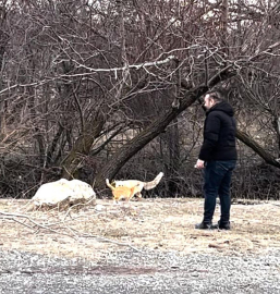 Sokak kedisi ile tilki, birlikte görüntülendi