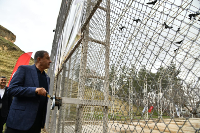 Bereket sembolü kafesteki 277 kelaynak doğaya salındı