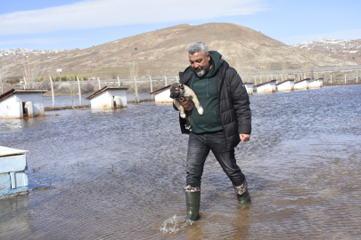Kangal köpeği çiftliği su altında kaldı