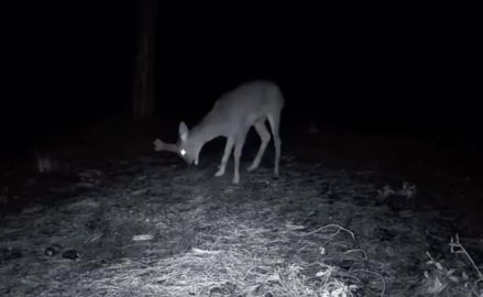 Ganos Dağı'ndaki yaban hayatı fotokapana yansıdı