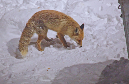 Bitlis'te tilkiler yiyecek ararken dronla görüntülendi