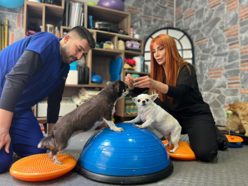 Obez ikiz köpekler, spor ve pilatesle zayıflıyor