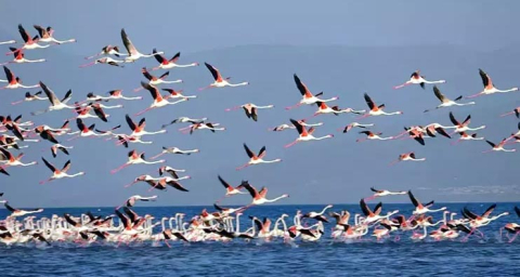 Flamingoların konaklandığı Van Gölü'nde geri çekilme ile birlikte adacıklar oluştu