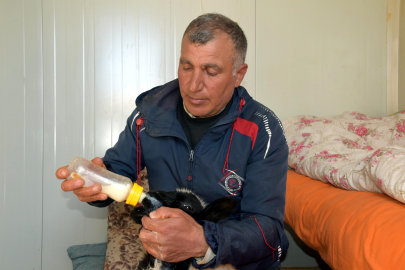Annesi ölen 20 günlük kuzuyu evinde biberonla besliyor