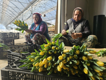Kadınlar Günü'ne özel suda lale üretimi